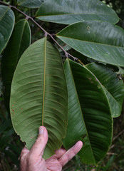 Mischocarpus grandissimus