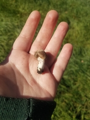 Fungi