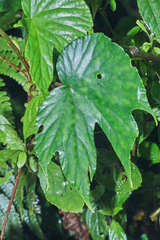 Begonia broussonetiifolia