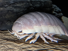 Bathynomus giganteus