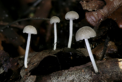 Marasmiellus flaccidus