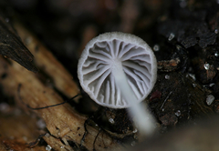 Marasmiellus flaccidus