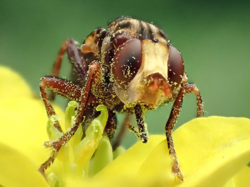 Lenktapilvė musė nuotrauka