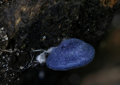 Entoloma gainsvillae