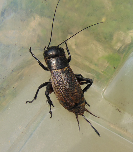European Field Cricket