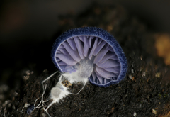 Entoloma gainsvillae
