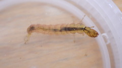 Polycentropus