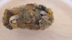 Glossosoma