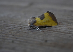 Stiria dyari