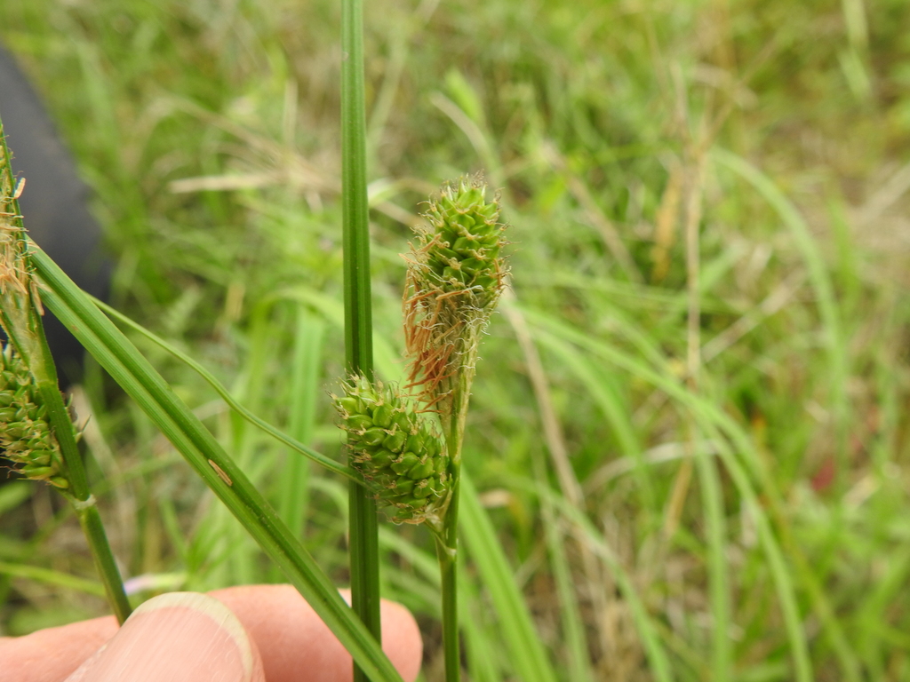 Bush's Sedge from Bastrop County, TX, USA on April 21, 2022 at 09:38 AM ...