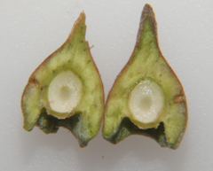 Callirhytis quercusventricosa
