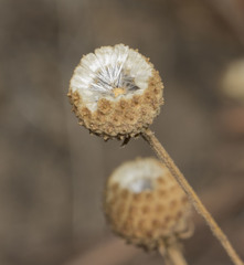 Helenium aromaticum