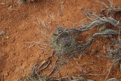 Stipagrostis ciliata capensis