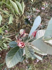 Feijoa