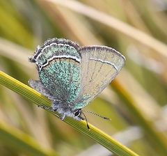 Callophrys mcfarlandi