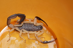Centruroides nigrimanus