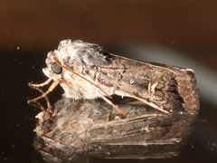 Proteuxoa bistrigula