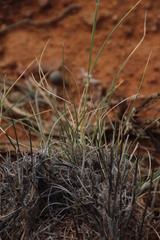 Stipagrostis ciliata capensis