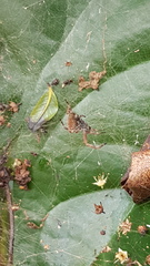 Kapogea cyrtophoroides