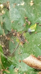 Kapogea cyrtophoroides