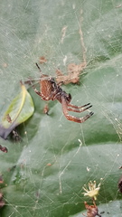 Kapogea cyrtophoroides