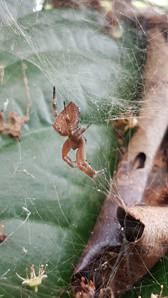 orb weavers