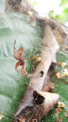 Kapogea cyrtophoroides