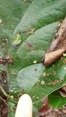 Kapogea cyrtophoroides