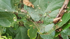 Kapogea cyrtophoroides