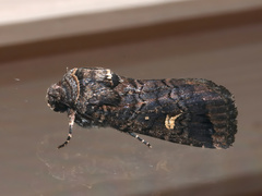 Proteuxoa bistrigula