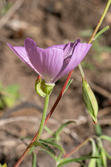 Clarkia bottae