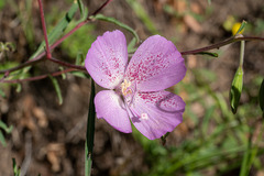 Clarkia bottae