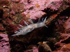 Dendronotus robilliardi