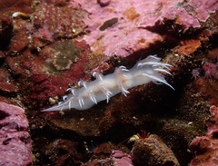 Dendronotus robilliardi
