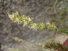Carex chihuahuensis