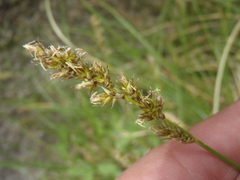 Carex chihuahuensis