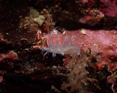 Dendronotus robilliardi
