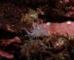 Dendronotus robilliardi
