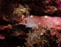 Dendronotus robilliardi