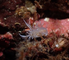 Dendronotus robilliardi
