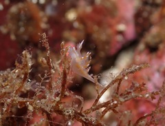 Dendronotus robilliardi