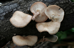 Lentinula raphanica