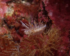 Dendronotus robilliardi