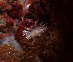 Dendronotus robilliardi