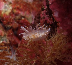 Dendronotus robilliardi