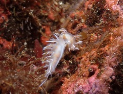 Dendronotus robilliardi
