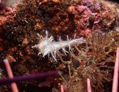 Dendronotus robilliardi