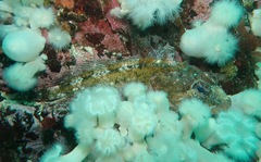 Hemilepidotus hemilepidotus