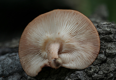 Lentinula raphanica