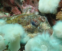 Hemilepidotus hemilepidotus